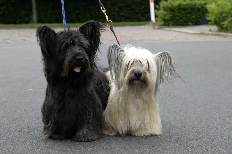 Skye Terrier