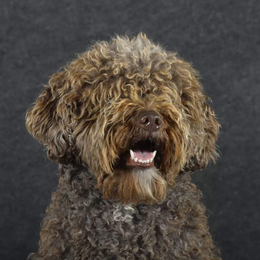 Spanish Water Dog
