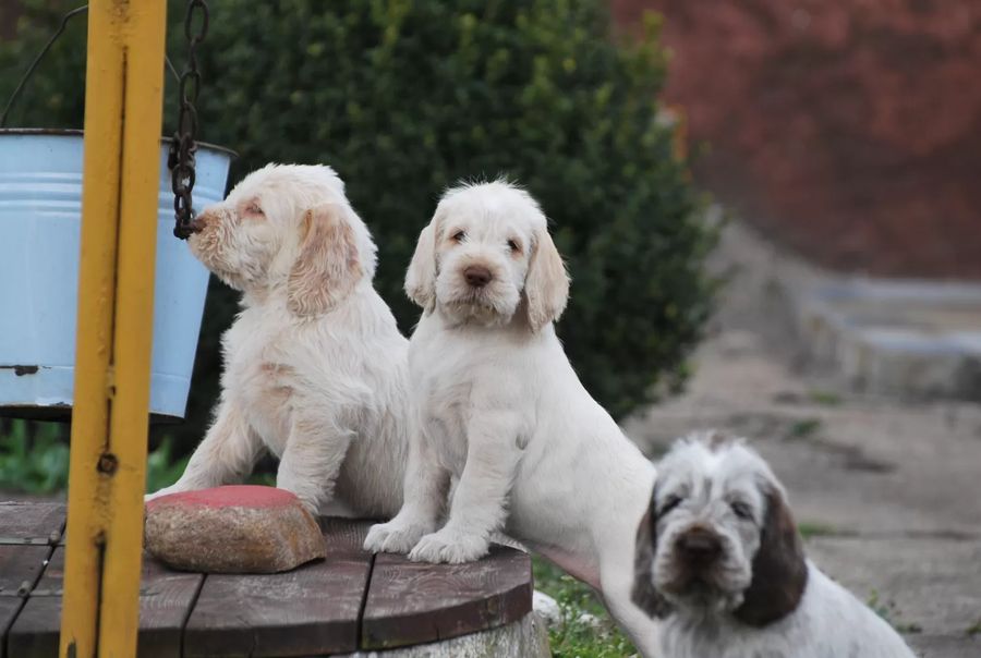 Italian Spinone