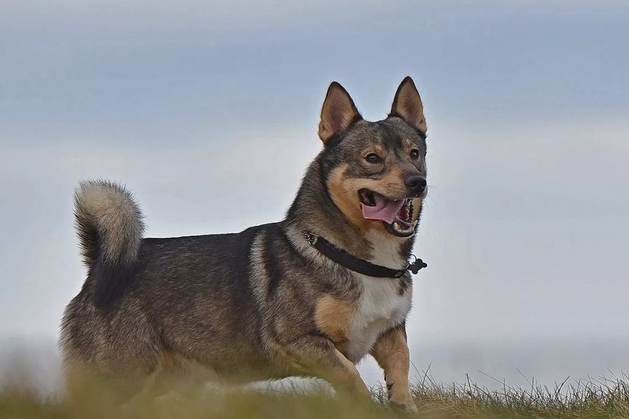 Swedish Vallhund