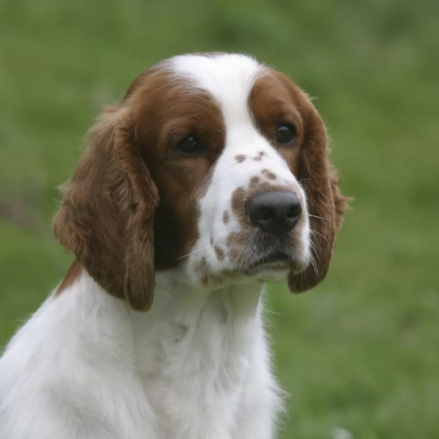 Welsh Springer Spaniel