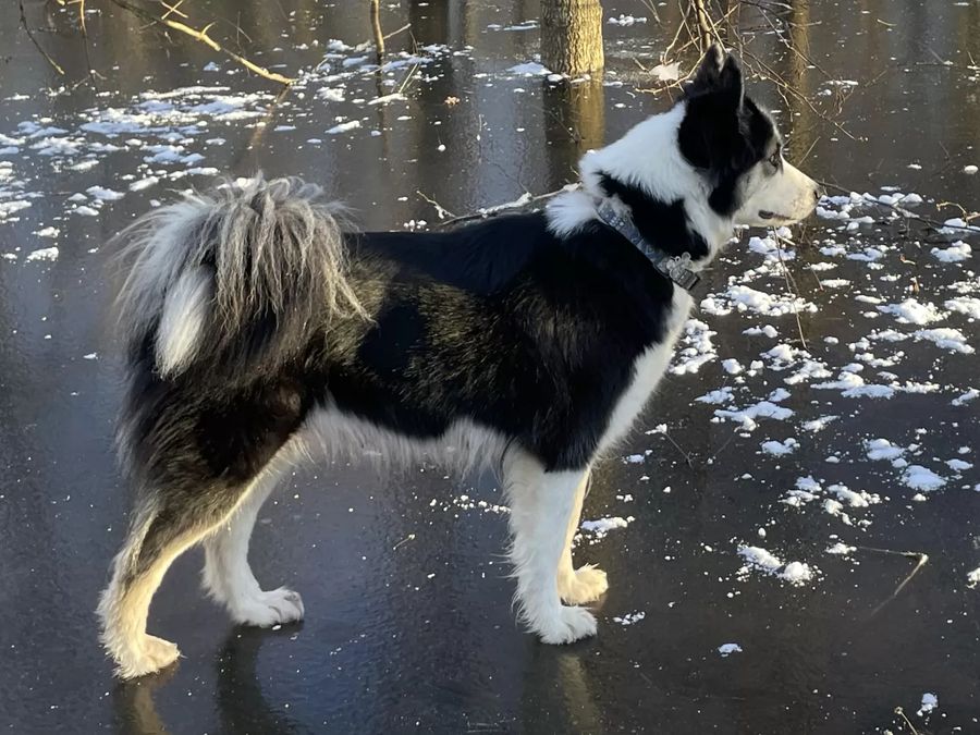 Yakutskaya Laika
