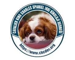 CAVALIER KING CHARLES SPANIEL VE KING CHARLES SPANIEL KİNOLOJİ DERNEĞİ