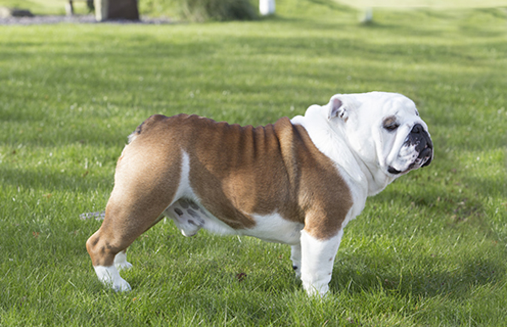 Bulldog