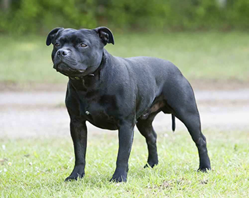 Staffordshire Bull Terrier