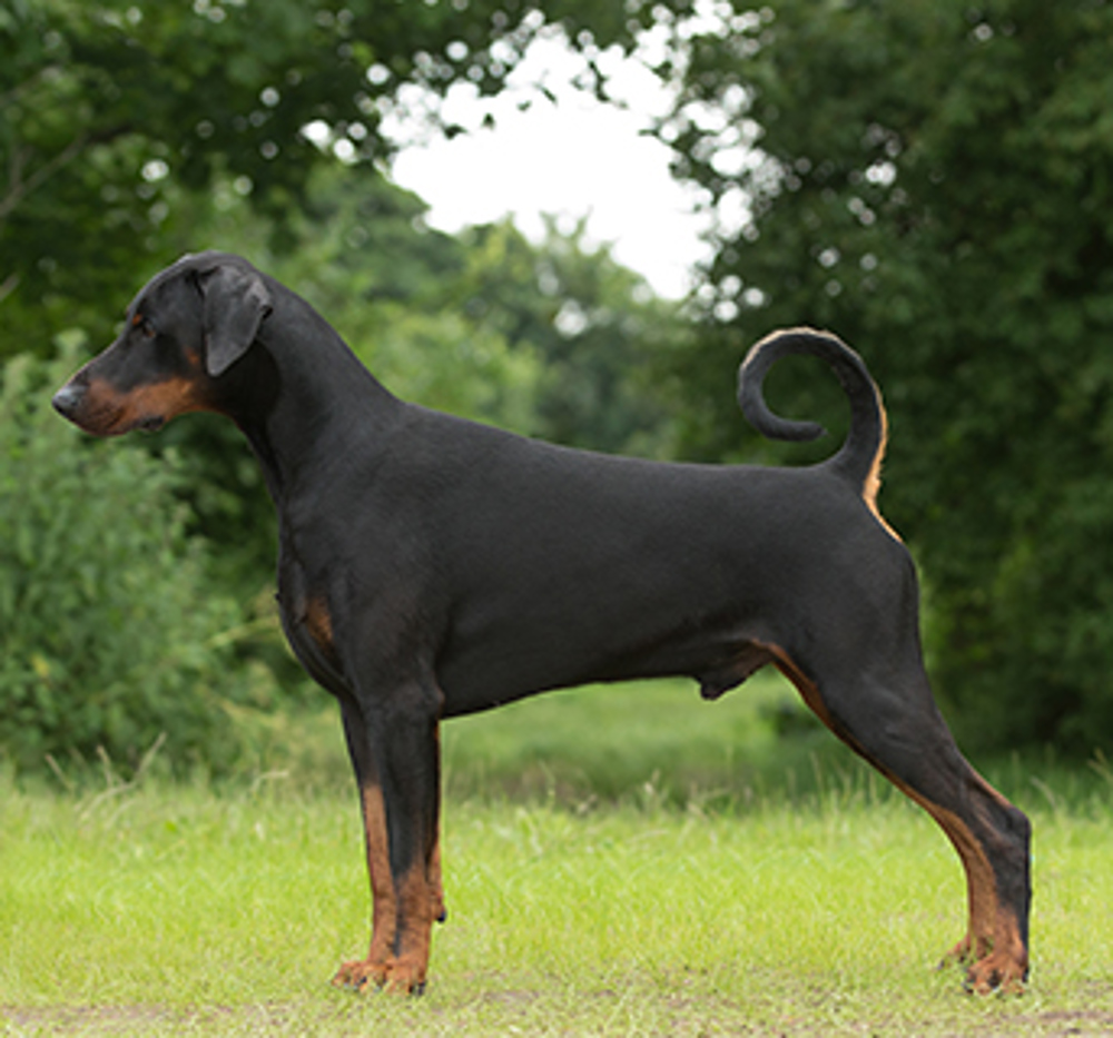 Dobermann