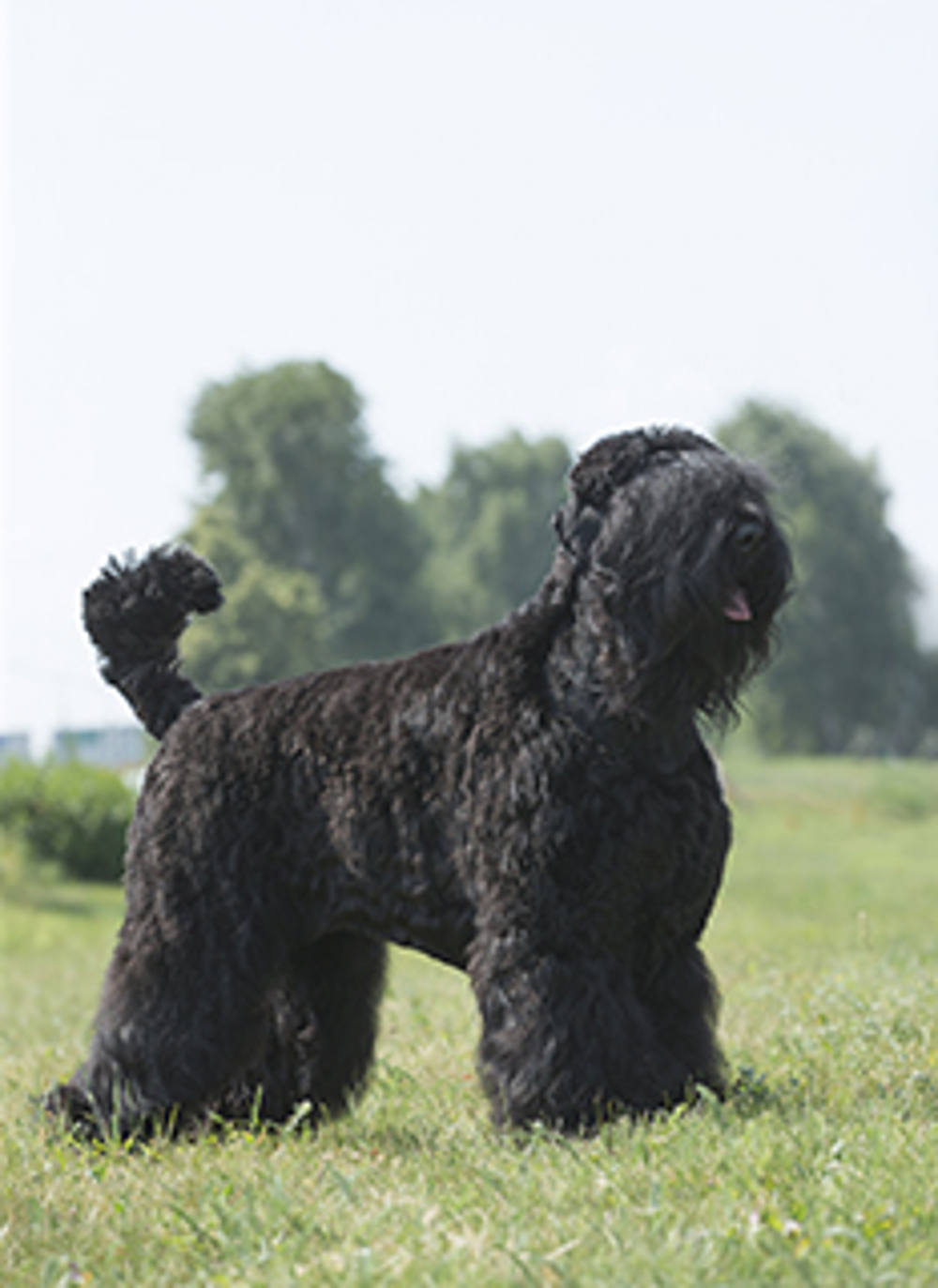Black Russian Terrier