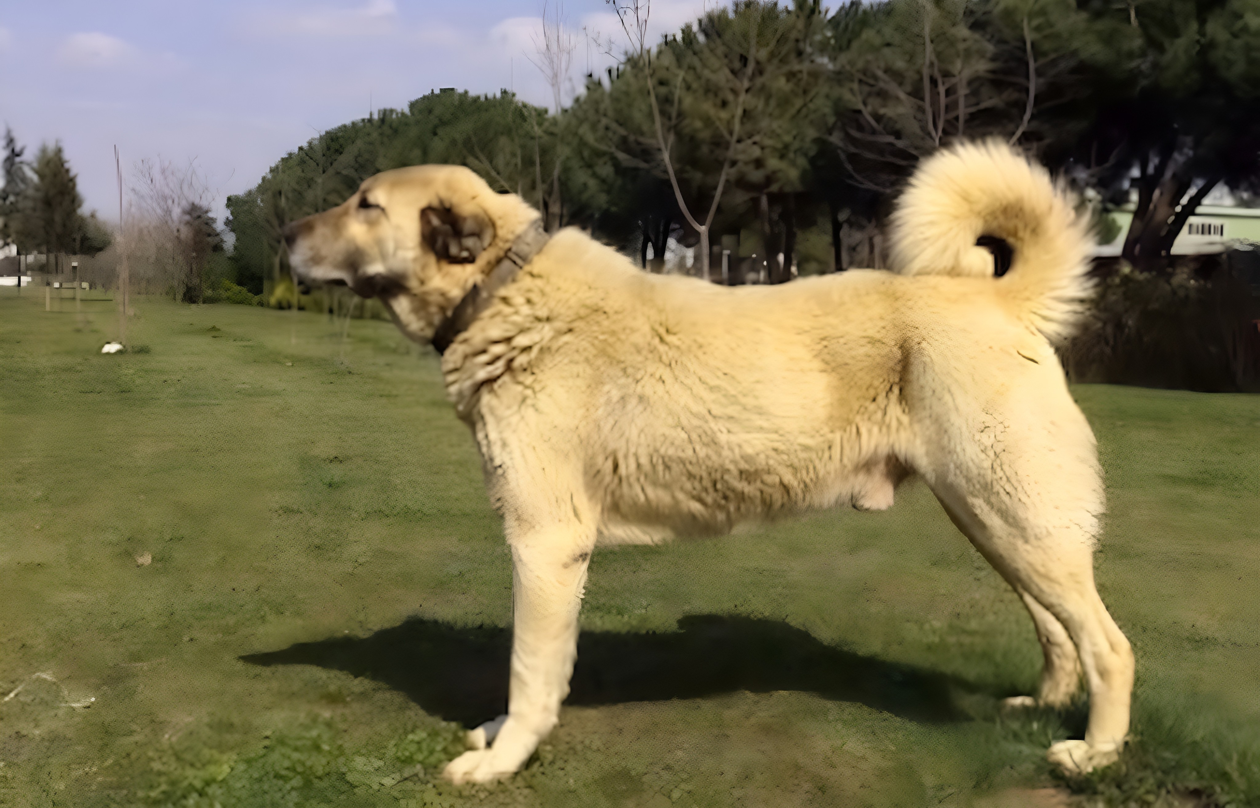 Kangal Çoban Köpeği