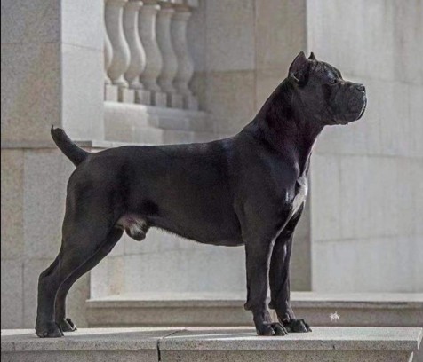 Cane Corso