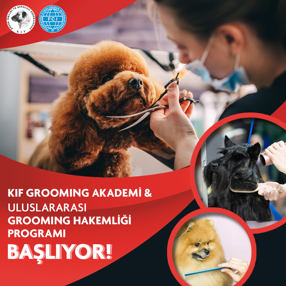 KIF Grooming Akademi ve Uluslararası Grooming Hakem Programı Başlıyor!