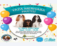 10.Ckcder Cavalier King Charles Yaza Merhaba Partisi