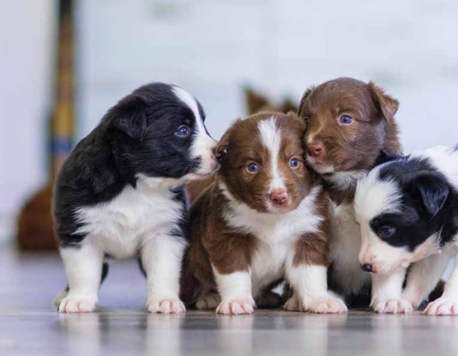 Doğru Köpek Seçimi