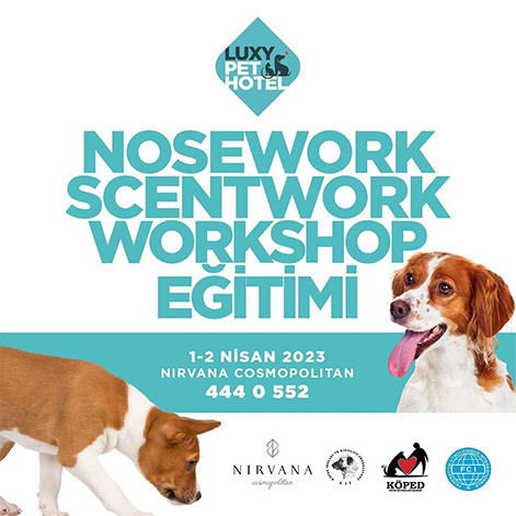 Nosework Scentwork Eğitimi Antalya