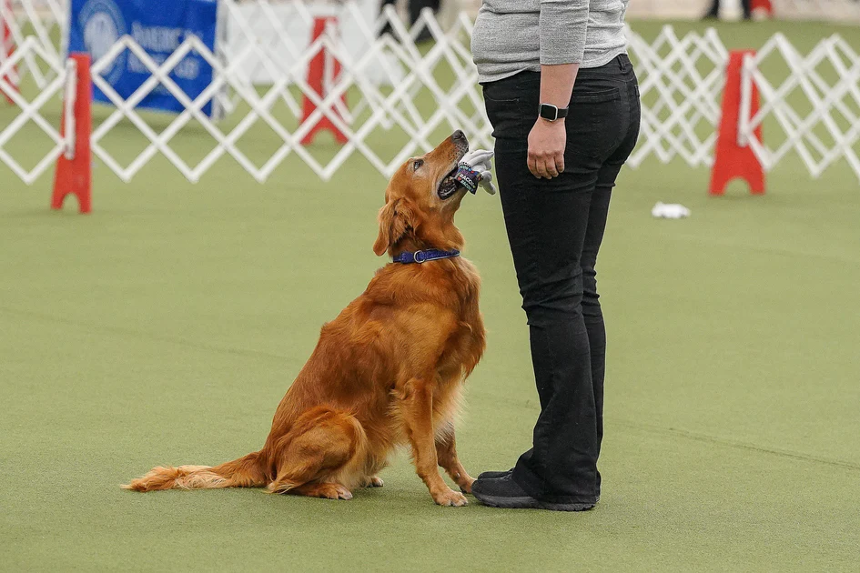 Obedience