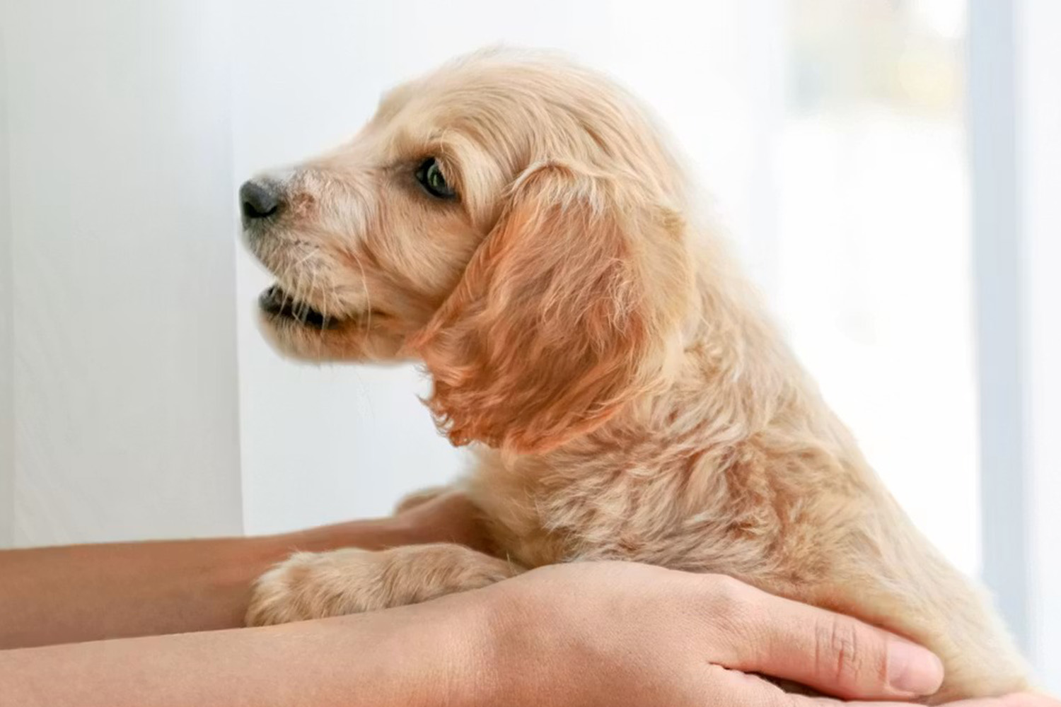 Yavru Köpeklerde Yemek Düzeni