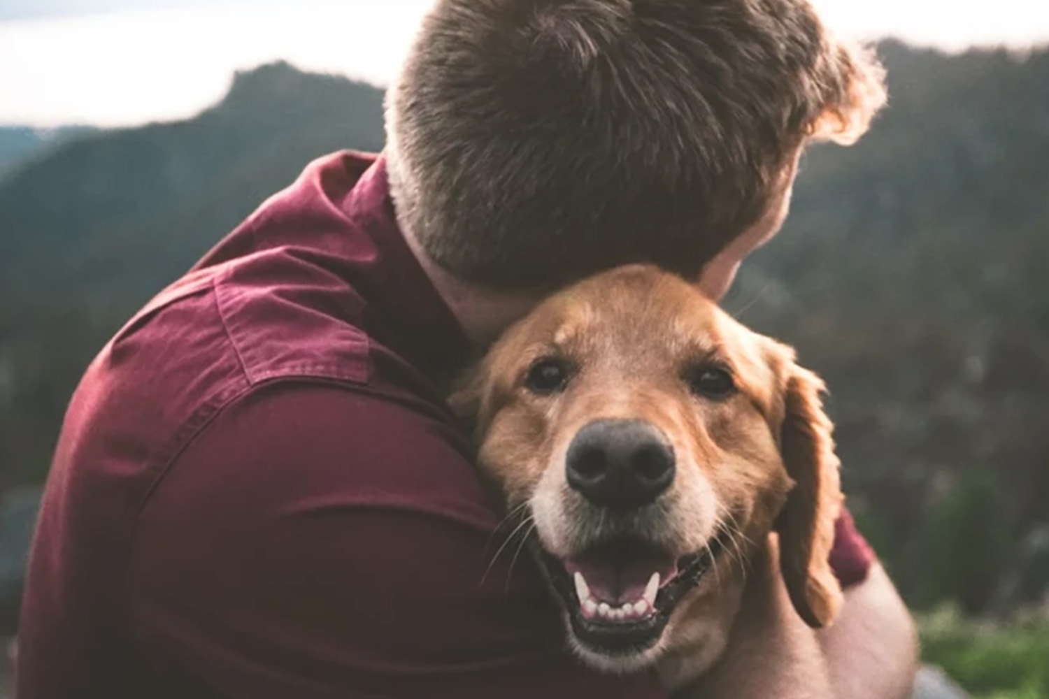 Köpek Sahiplenirken Doğru Kişiye Nasıl Ulaşılır?